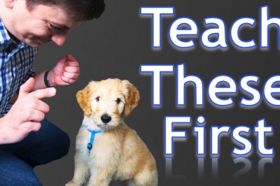 3 Easy Things to Teach your New Puppy