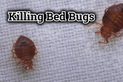 Killing Bed Bugs