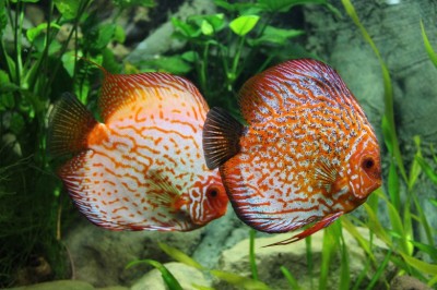 Determining The Sex in Discus Fish