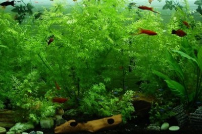 How To Grow Daphnia For The Aquarium