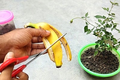 Easy and Free Fertilizer for any Plants - Banana Peel Fertiliser