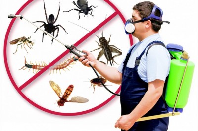 Controlling Pests With Effective Pest Control Services