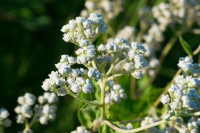 Quinine Market Size, Share, Trends and Forecast