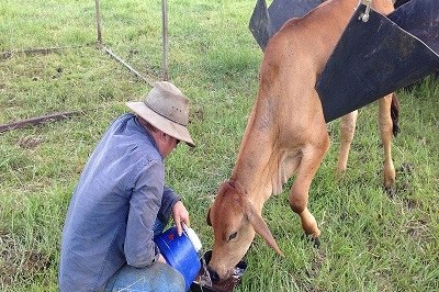 Global Bovine Ephemeral Fever Vaccines Market Size, Industry Trends, Historical Data, Growth Analysis Forecast to 2030